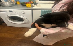 Smooth Collie dogs for sale: Collie x kelpie pups - Advert 9