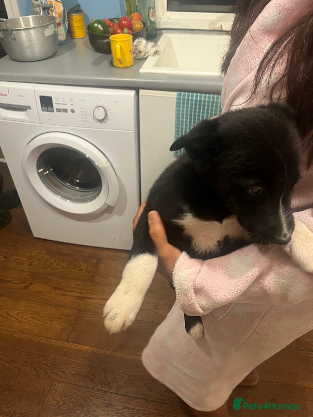 Smooth Collie dogs for sale: Collie x kelpie pups - Advert 9