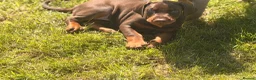 Dobermann dogs for sale: Doberman kennel club registered  - Advert 2