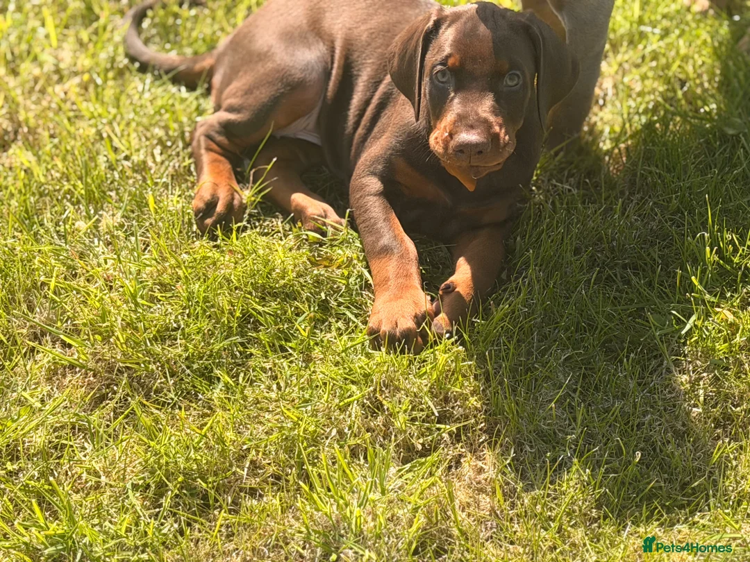 Dobermann dogs for sale: Doberman kennel club registered  - Advert 2