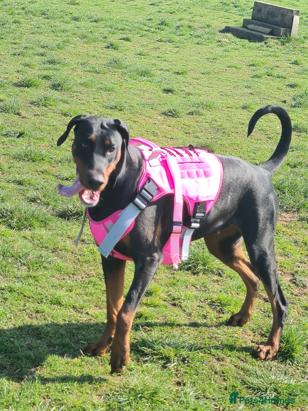 Dobermann dogs for sale: Rosie - Advert 4