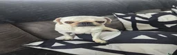 Pug dogs for sale: Male pugs - Advert 4