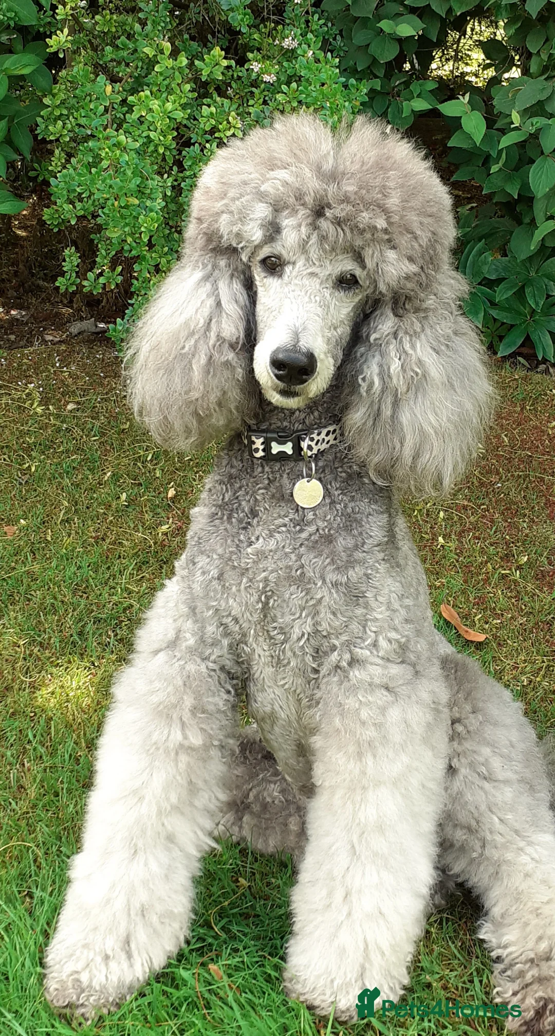 Gallery Image {{count}}