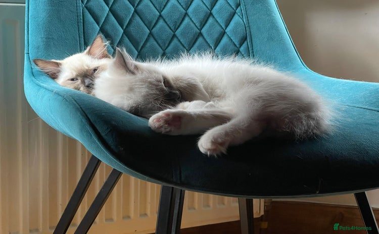 Ragdoll cats - Advert 16