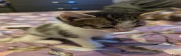 Mixed Breed cats for sale: look at all those tiny fluffballs!  - Advert 9