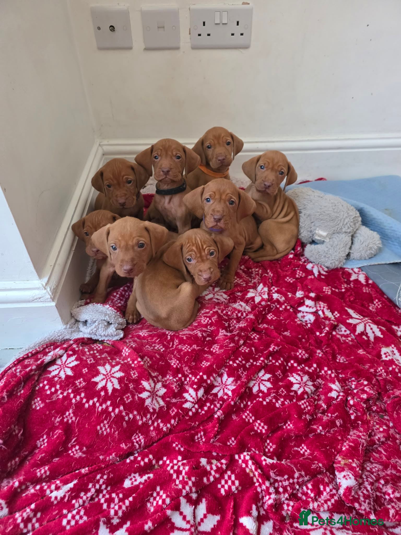 Hungarian Vizsla dogs Hungarian Vizsla Puppies Looking forForever Homes! - Advert 1