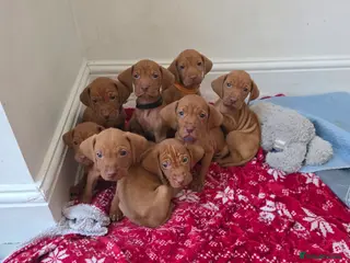 Hungarian Vizsla dogs Hungarian Vizsla Puppies Looking forForever Homes! - Advert 5