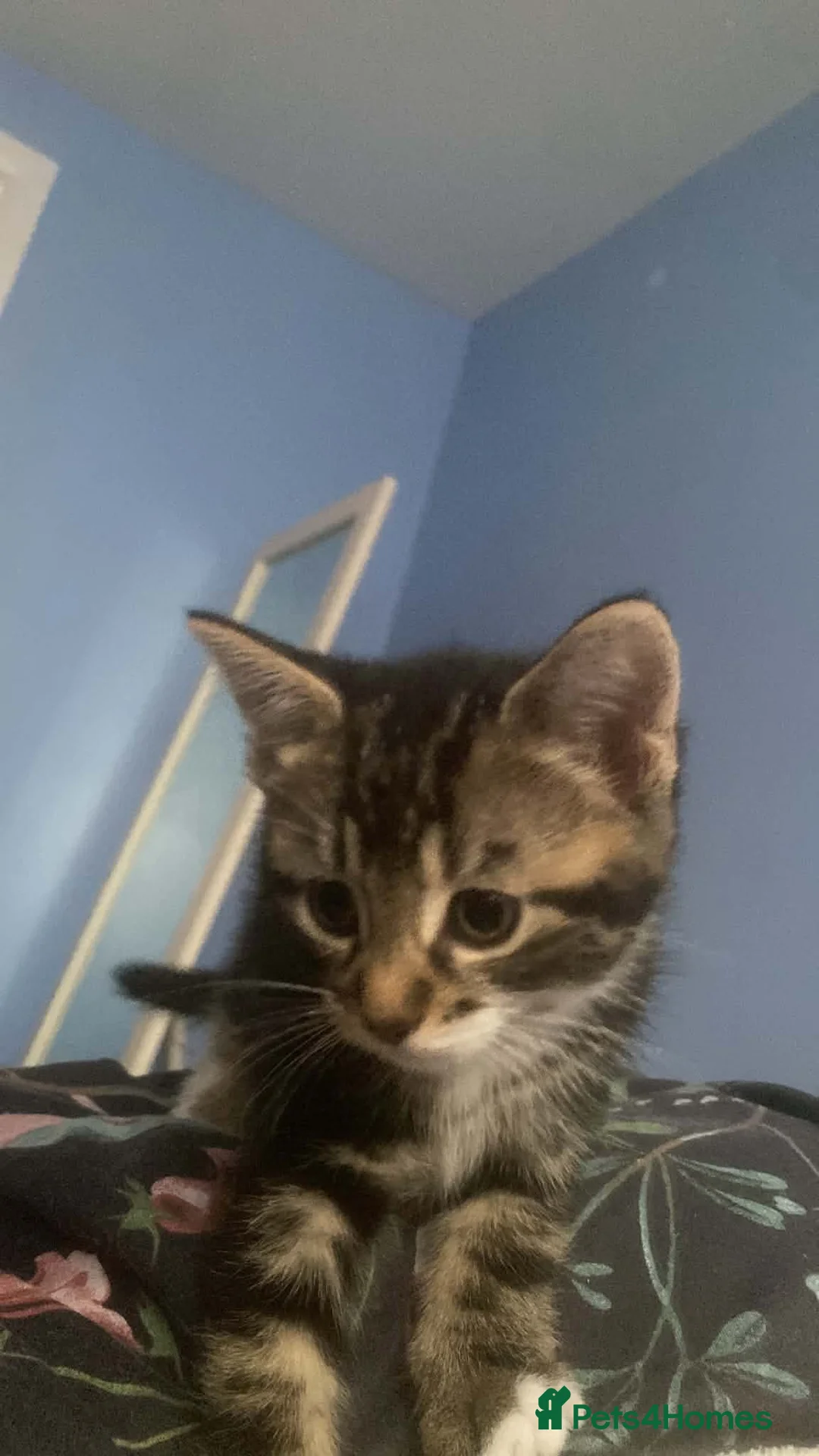 Mixed Breed cats for sale: 2 beautiful male tabbys - Advert 2