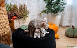 Abyssinian cats for sale: Silver Black Abyssinians-Champion TICA pedigree - Image 11