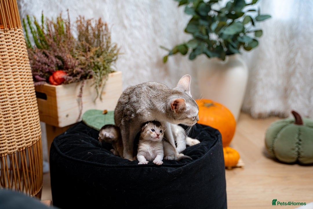 Abyssinian cats for sale: Silver Black Abyssinians-Champion TICA pedigree - Image 11