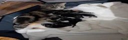 Mixed Breed cats for sale: Male kitten - Advert 5