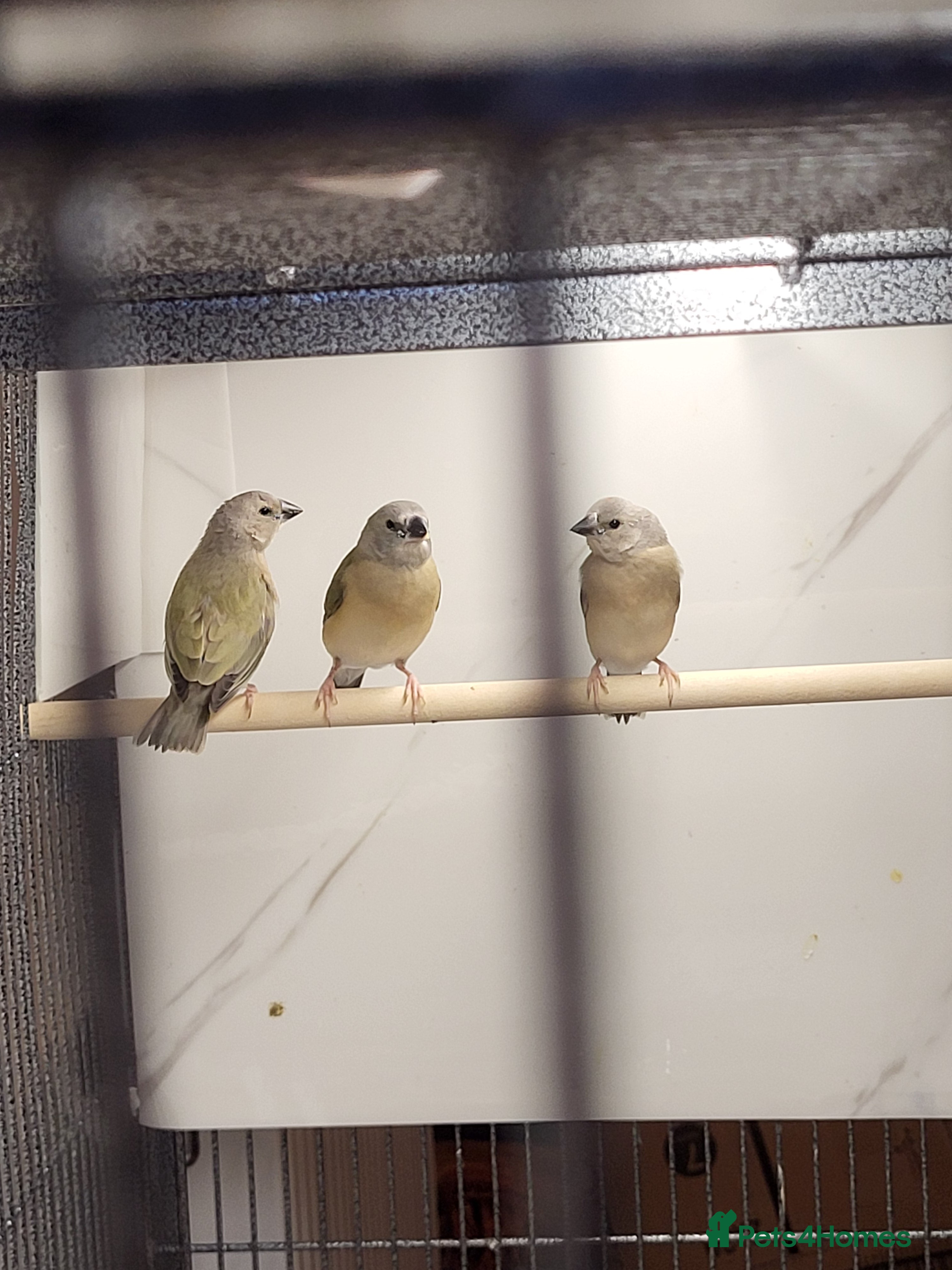 Finches birds Young Gouldian finches - Advert 24