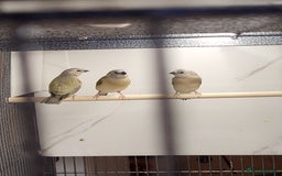 Finches birds for sale: Young Gouldian finches - Image 1
