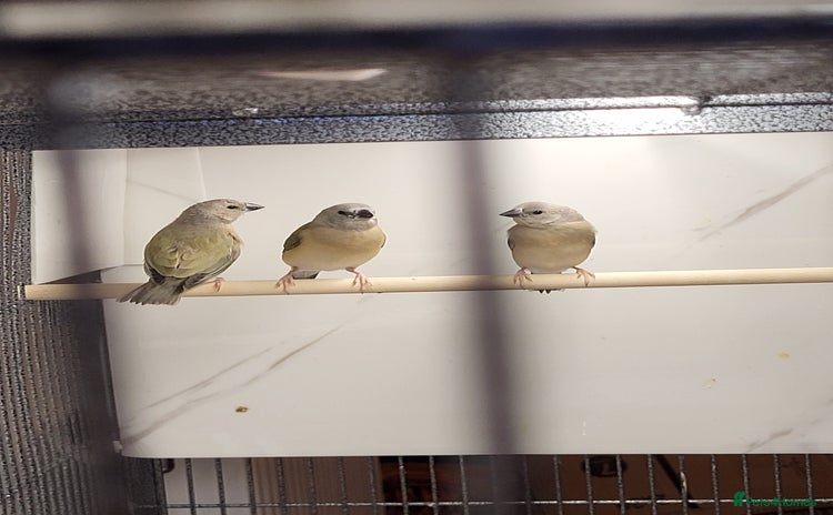 Finches birds - Advert 7