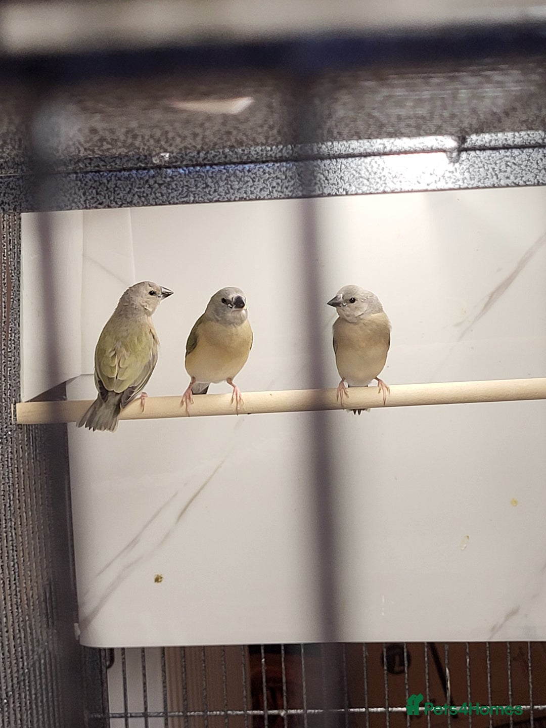 Finches birds for sale: Young Gouldian finches - Image 1