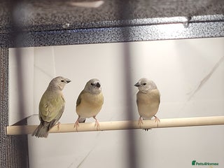 Finches birds - Advert 3