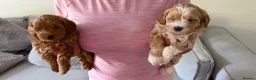 Shihpoo dogs for sale: Two Beautiful Shihpoo Puppies looking for home🏡  - Advert 35