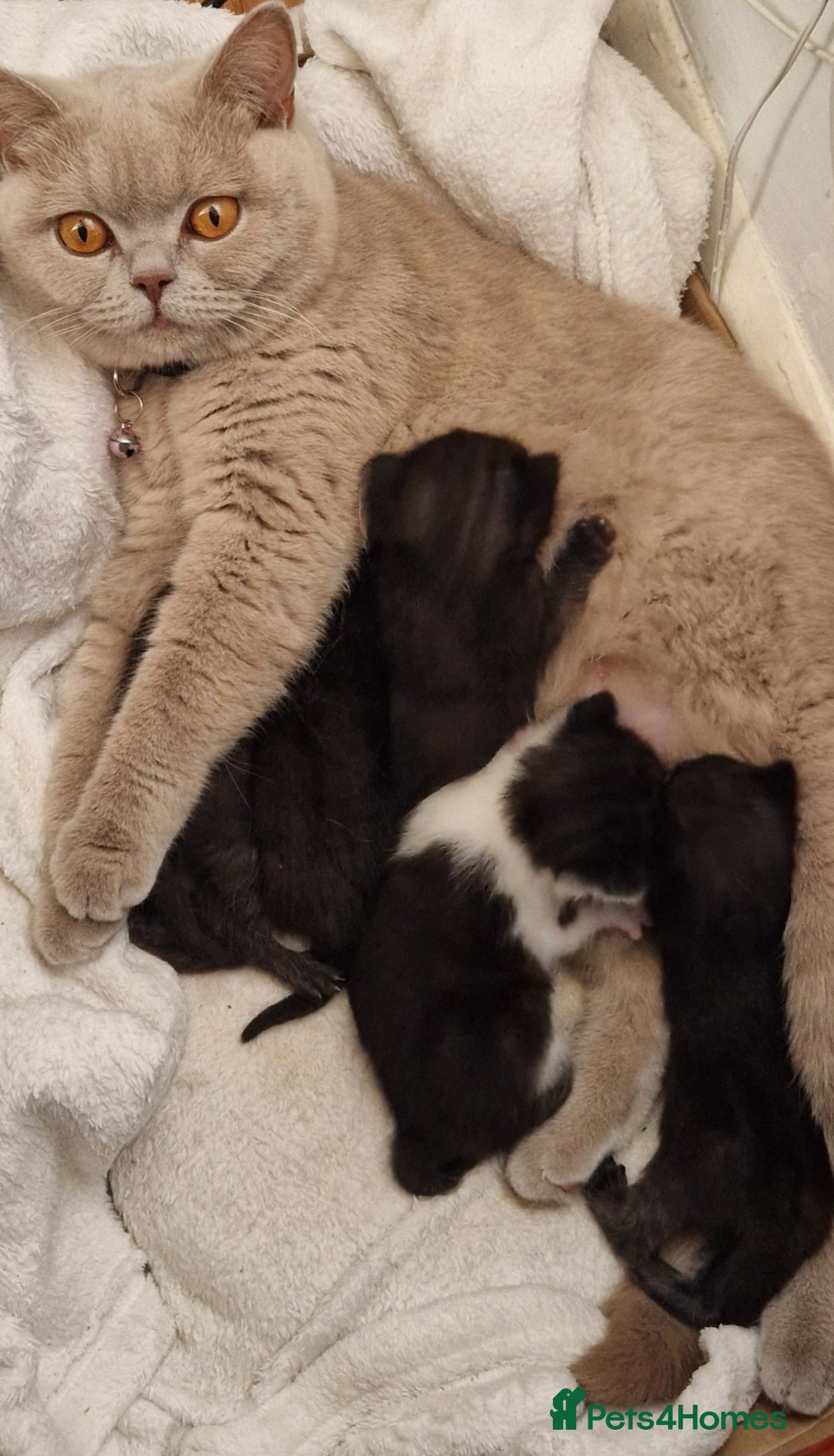 British Shorthair cats for sale: Black british shorthair mix - Image 12