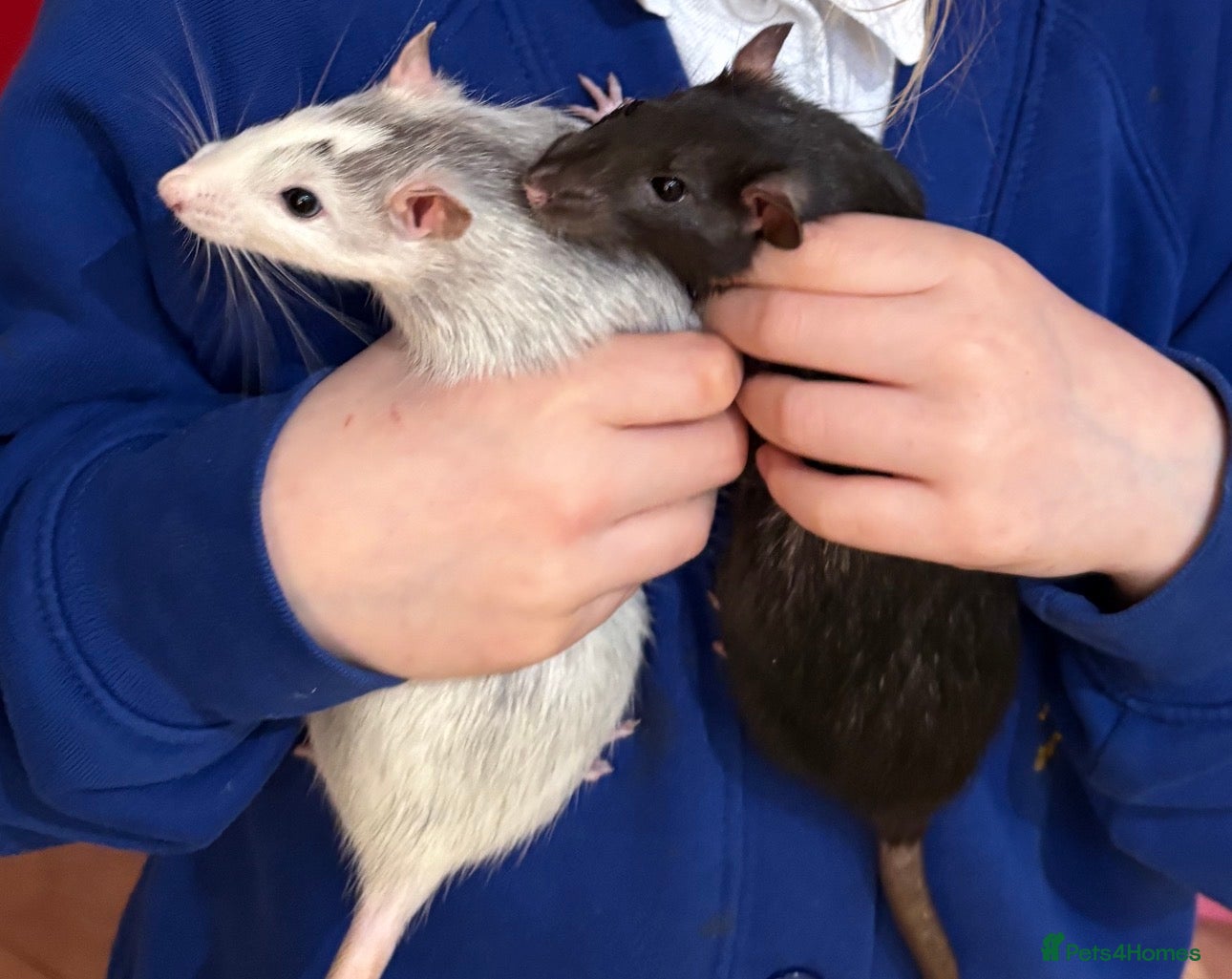 Rat rodents *4 x cuddly female rats, 5/6 months old* - Advert 1