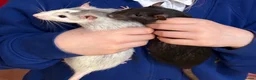 Rat rodents for sale: *4 x cuddly female rats, 5/6 months old* - Advert 1