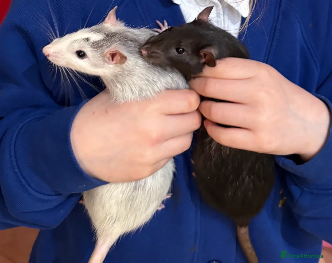 Rat rodents for sale: *4 x cuddly female rats, 5/6 months old* - Advert 1