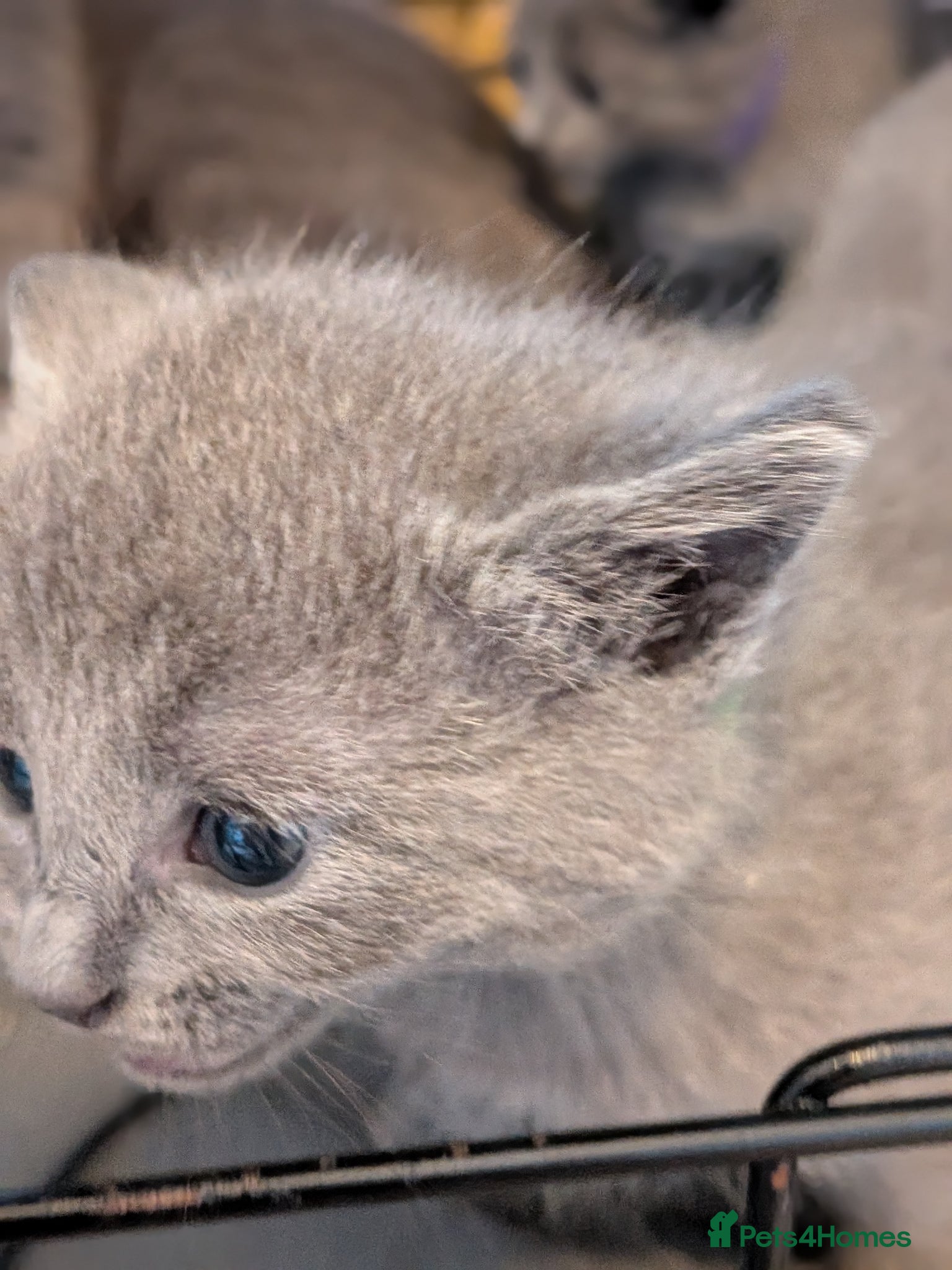 Russian Blue cats Beautiful Russian Blue Kittens for Sale - Advert 2