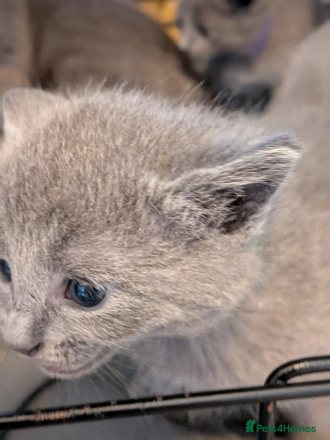 Russian Blue cats for sale: Beautiful Russian Blue Kittens for Sale - Advert 2