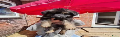 Mixed Breed Puppy 3