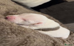 Mixed Breed dogs for sale: Staffy x shar pei female pups 3 - Image 4