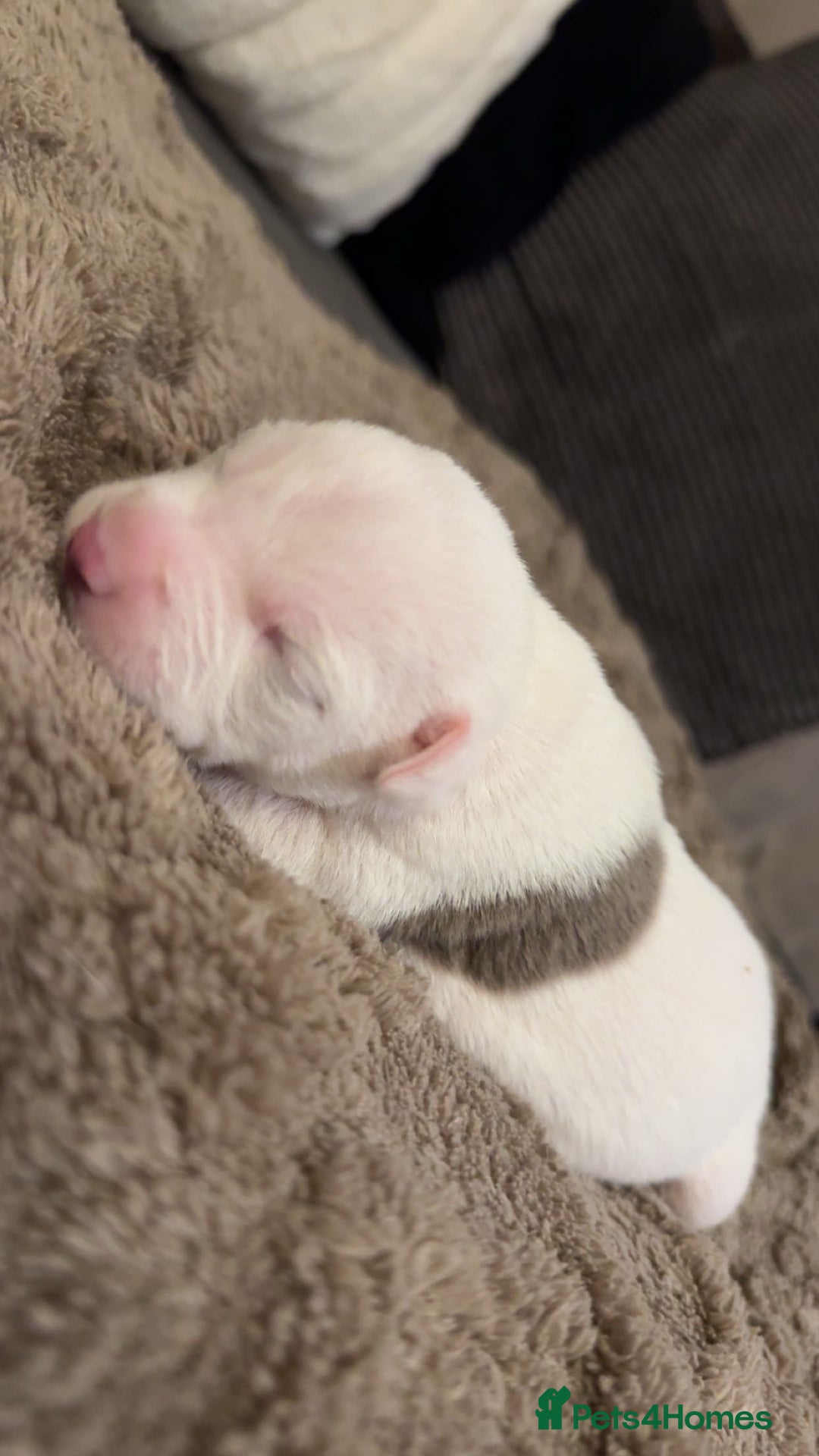 Mixed Breed dogs for sale: Staffy x shar pei female pups 3 - Image 4