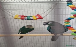 Conures birds for sale: Conures  - Image 3