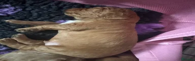 Cocker Spaniel Puppy 4
