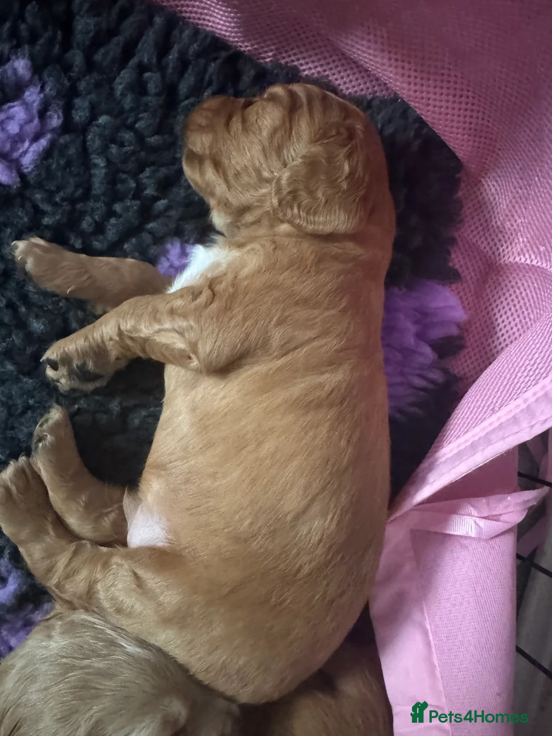Cocker Spaniel dogs for sale: Cocker spaniel puppy for sale  - Advert 2