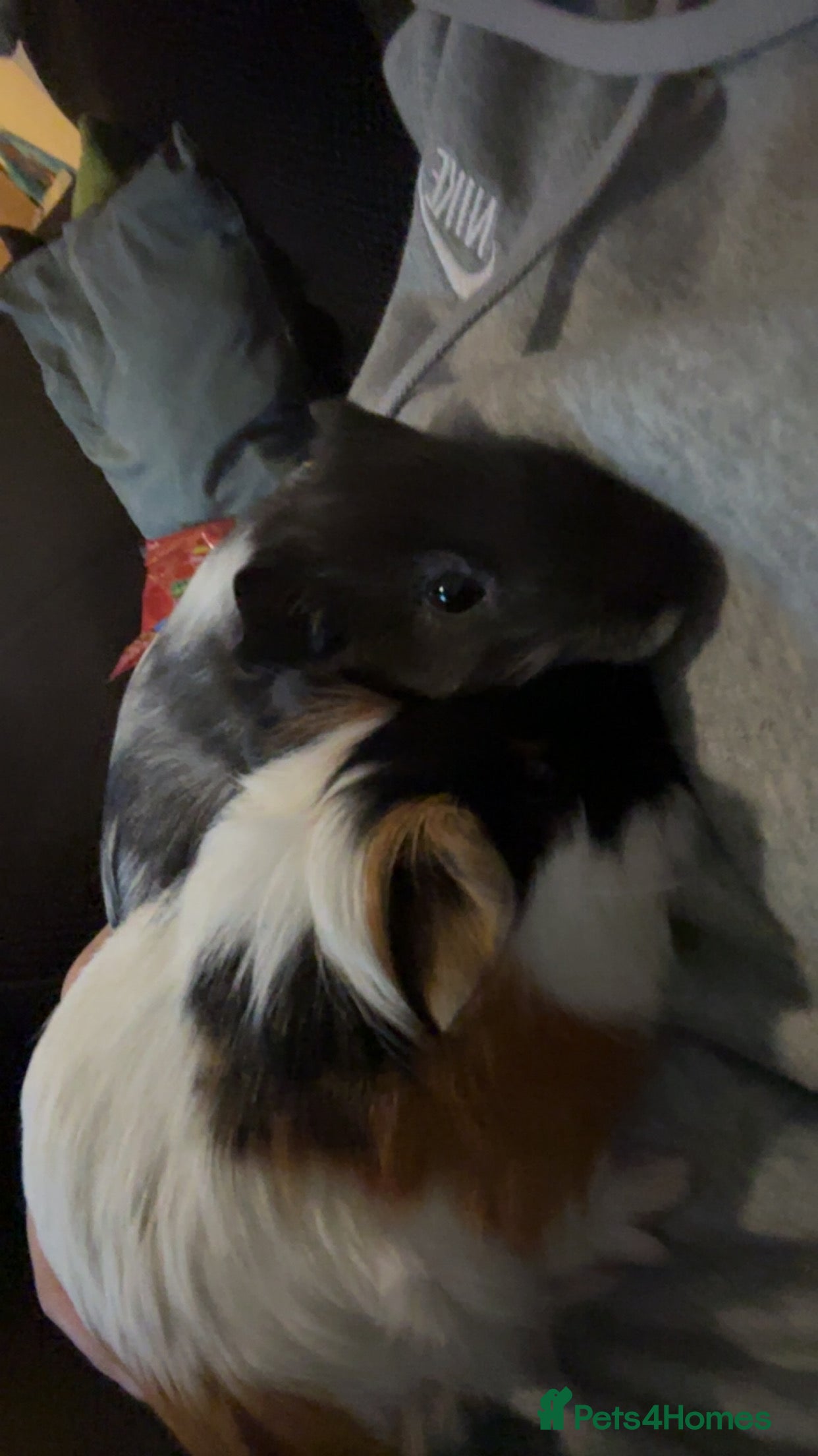 Guinea Pig rodents 2 male guinea pigs  - Advert 1