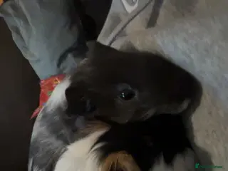 Guinea Pig rodents 2 male guinea pigs - Advert 1