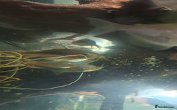 Tetras fish for sale: Tropical fish - Image 6