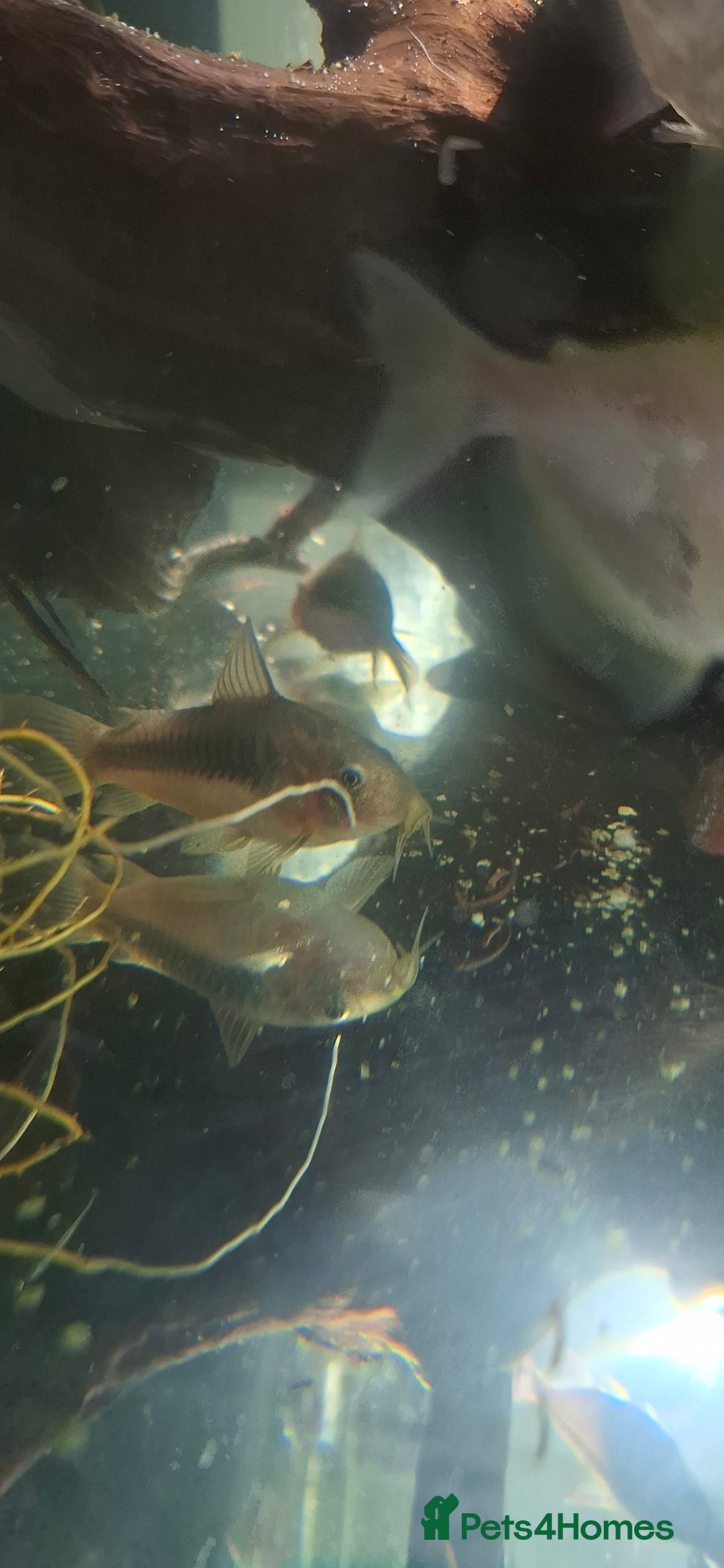 Tetras fish for sale: Tropical fish - Image 6