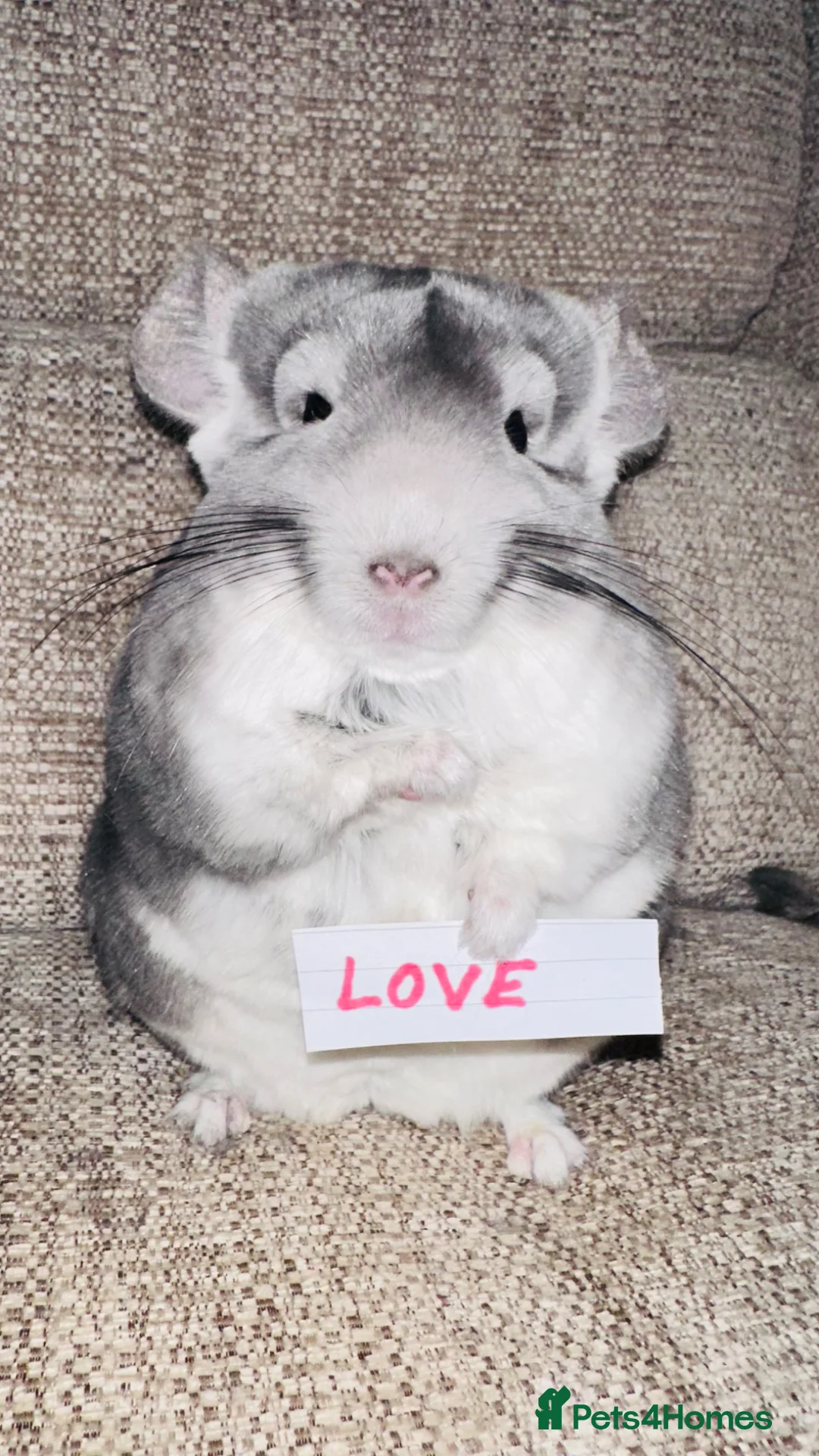 Chinchilla rodents for sale: 2 female chinchillas  in Bodmin - Advert 4