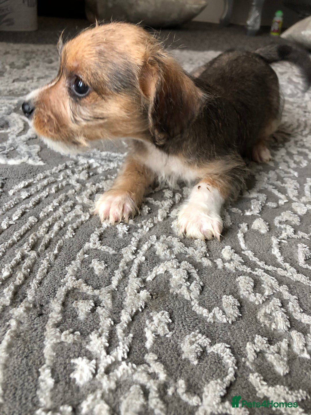 Jack Russell dogs for sale: Jack Russell pups - Image 5