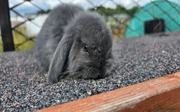 Mini Lop rabbits for sale: Mini lop rabbit  - Image 1