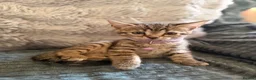 Bengal cats for sale: Bengal mix kittens  in Prestatyn - Advert 8