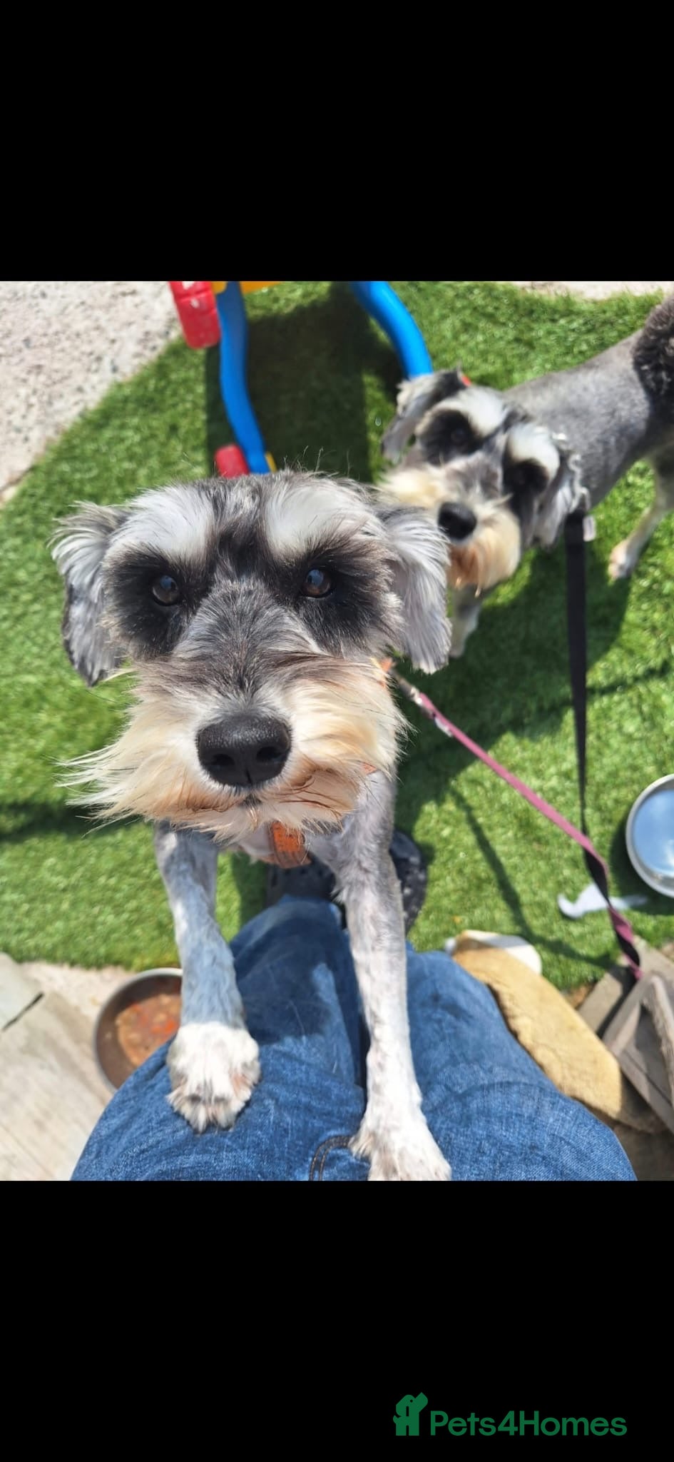 Miniature Schnauzer dogs Two miniature schnauzers  in Preston - Advert 1