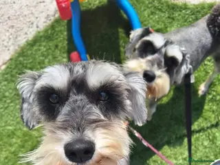 Miniature Schnauzer dogs Two miniature schnauzers in Preston - Advert 2