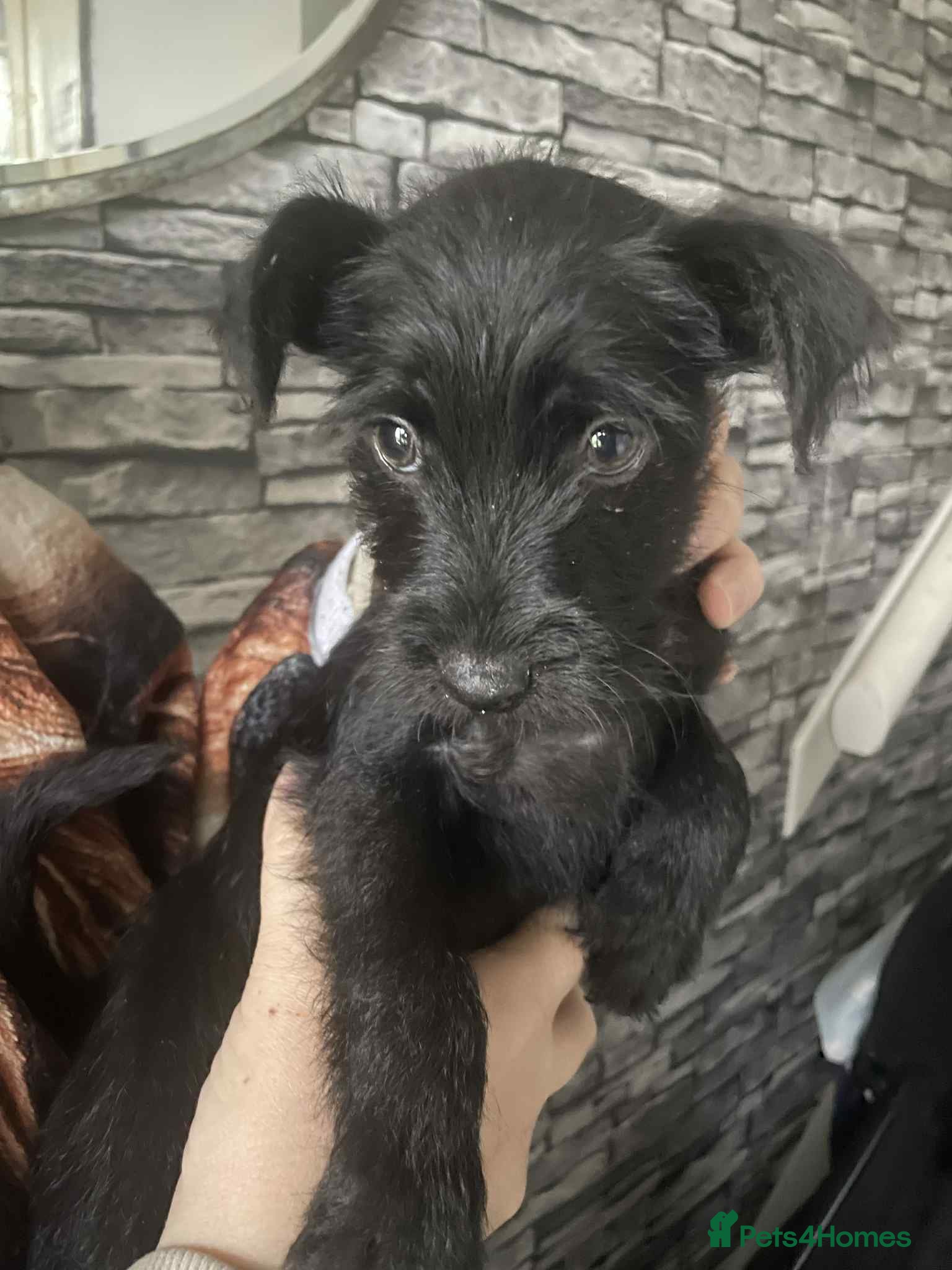 Patterdale Terrier dogs Pure Patterdale Terrier Pups Ready to go Now! - Advert 3