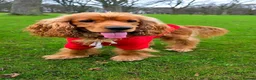 Cocker Spaniel dogs for stud: Handsome Cocker Spaniel-Whisky-Available for Stud in Kirkcaldy - Advert 2