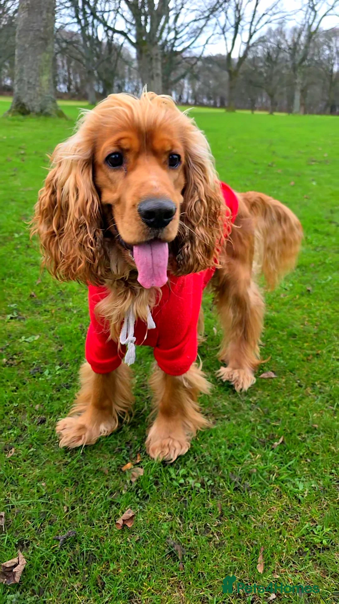 Cocker Spaniel dogs for stud: Handsome Cocker Spaniel-Whisky-Available for Stud in Kirkcaldy - Advert 2
