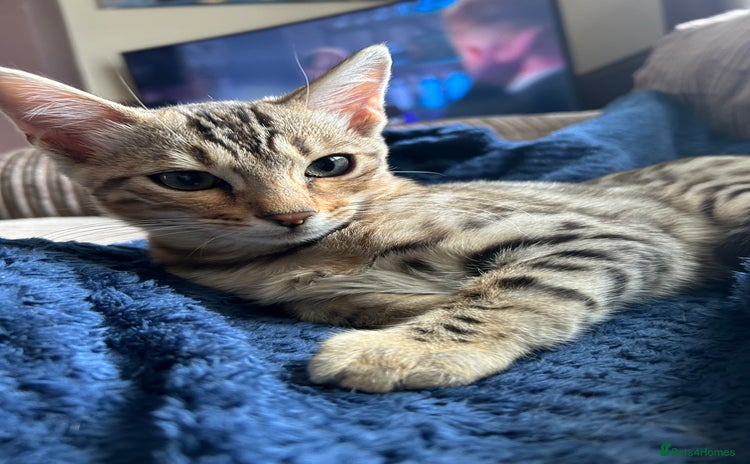 Bengal cats - Advert 2