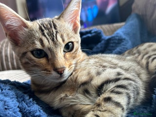 Bengal cats - Advert 21