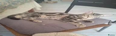 Domestic Shorthair 2