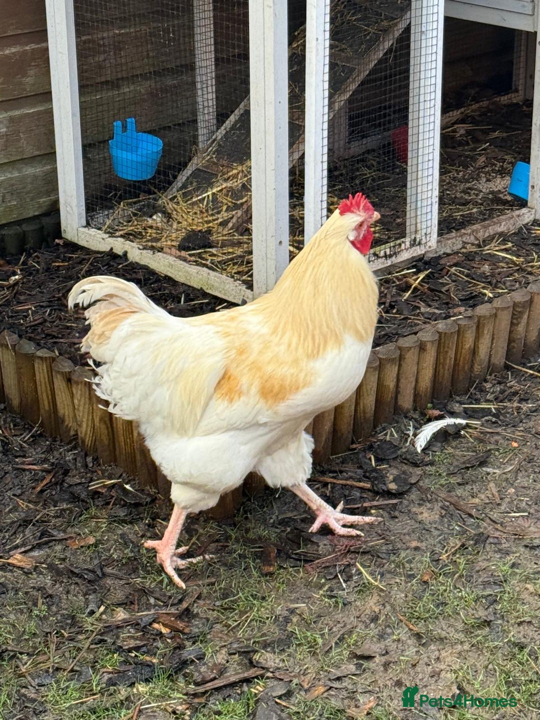 Chickens poultry for sale: Two cockerels for sale - Advert 2